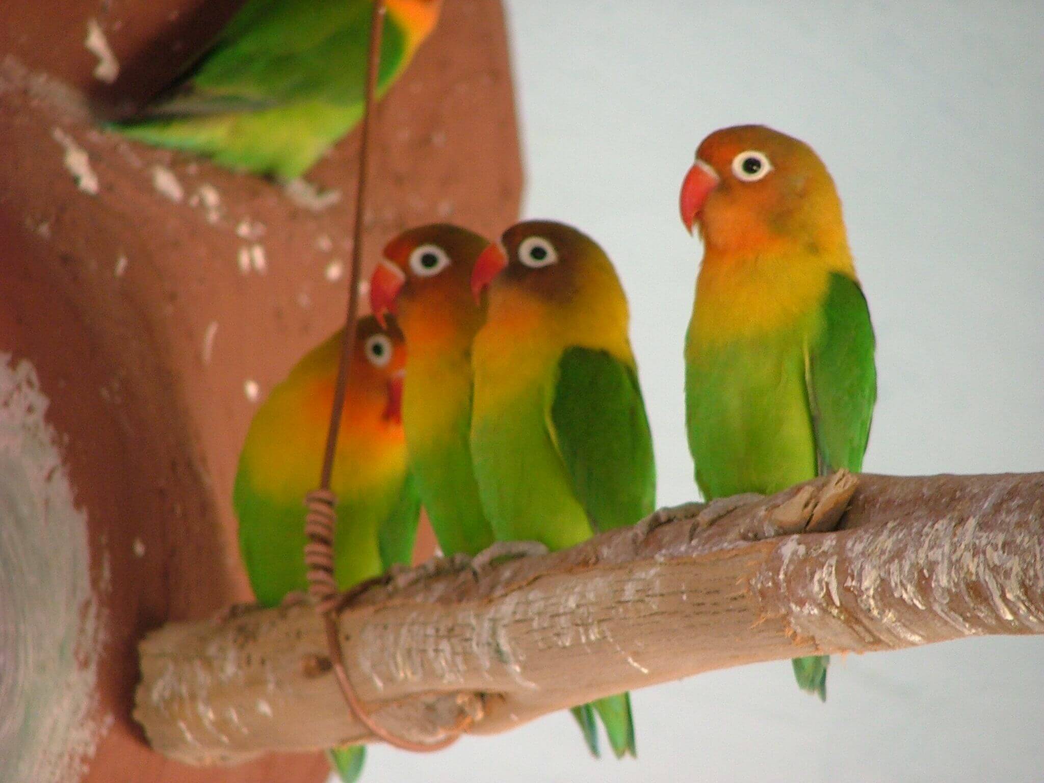 חוות האנטילופות